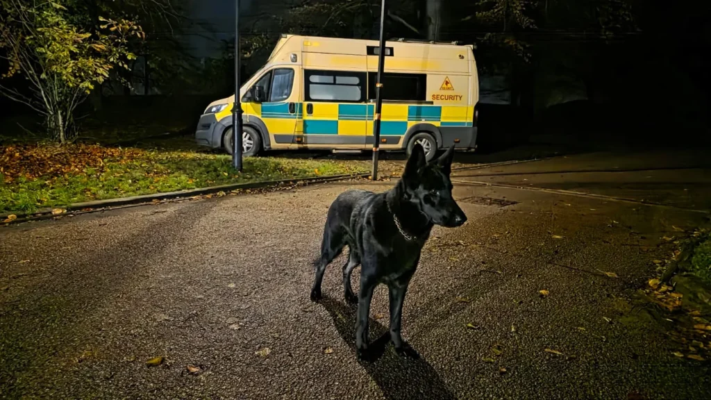Black security dog with a marked security vehicle in the background at night