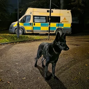 Black security dog with a marked security vehicle in the background at night