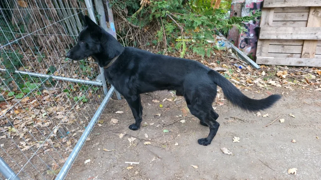 Black security dog standing beside temporary metal fencing