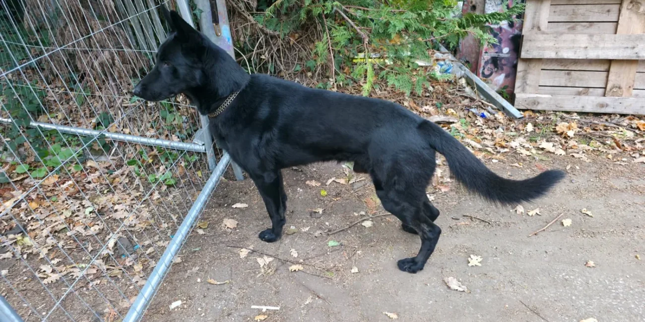 Black security dog standing beside temporary metal fencing