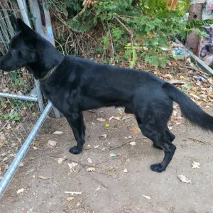 Black security dog standing beside temporary metal fencing